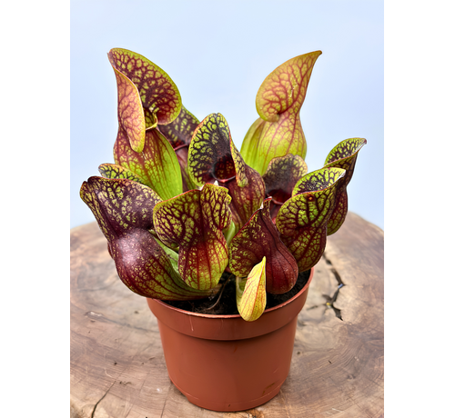 Sarracenia "Hans" - grand | ø 12 cm x ↕ 15-20 cm