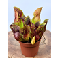 Sarracenia (Pitcher plant) "Hans" -  large  | ø 12 cm x ↕ 15-20 cm