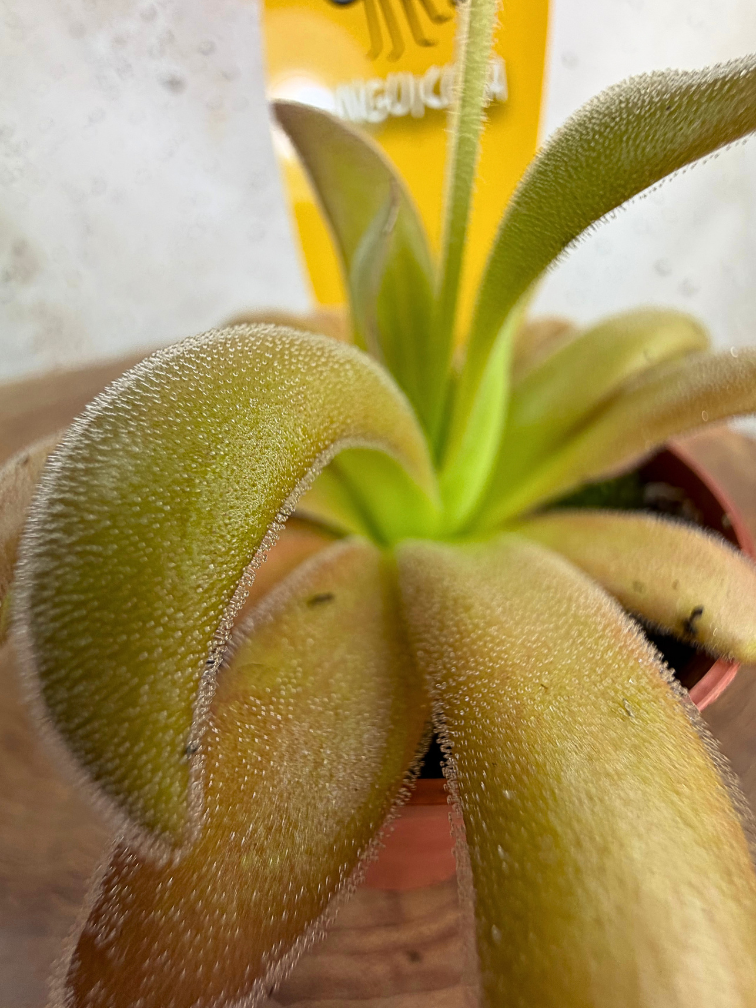 Pinguicula "Gypsicola x Agnata" | ø 8,5 cm x ↕ 10 cm