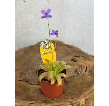 Pinguicula "Gypsicola x Agnata" | ø 8,5 cm x ↕ 10 cm