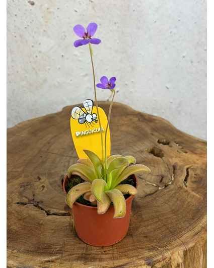 Pinguicula "Gypsicola x Agnata" | ø 8,5 cm x ↕ 10 cm