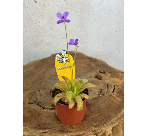 Pinguicula "Gypsicola x Agnata" | ø 8,5 cm x ↕ 10 cm