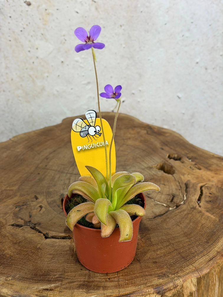 Pinguicula "Gypsicola x Agnata" | ø 8,5 cm x ↕ 10 cm