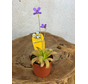 Pinguicula "Gypsicola x Agnata" | ø 8,5 cm x ↕ 10 cm