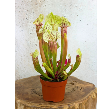 Sarracenia "Eva" - groß | ø 12 cm x ↕ 20-25 cm