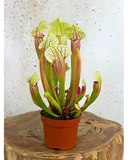 Sarracenia "Eva" - grand modèle | ø 12 cm x ↕ 20-25 cm