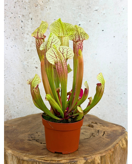 Sarracenia "Eva" - large | ø 12 cm x ↕ 20-25 cm