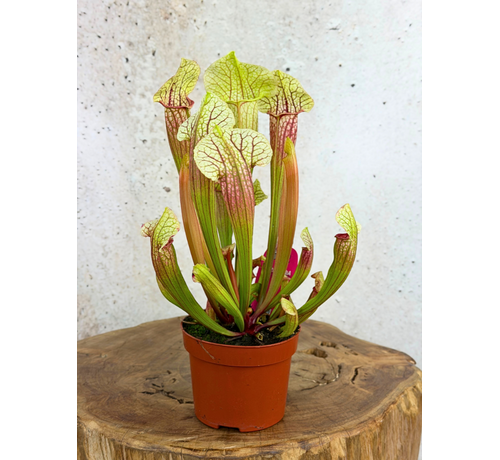 Sarracenia (Schlauchpflanze) "Eva" - groß | ø 12 cm x ↕ 20-25 cm
