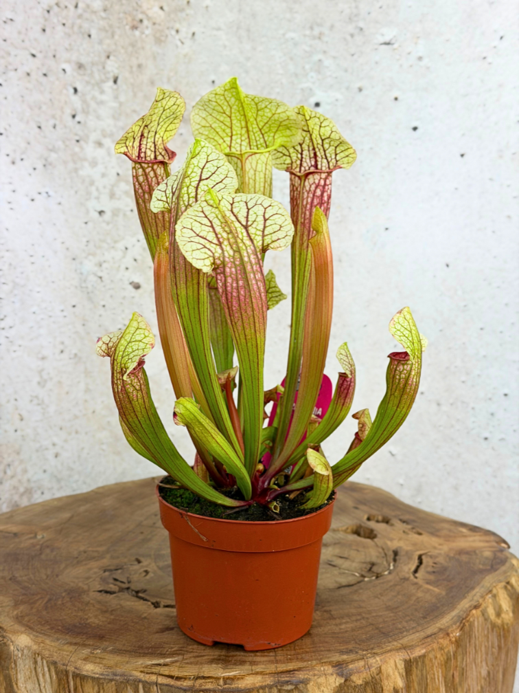 Sarracenia (Pitcher plant) "Eva" - large | ø 12 cm x ↕ 20-25 cm