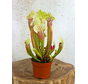 Sarracenia "Eva" - grande | ø 12 cm x ↕ 20-25 cm
