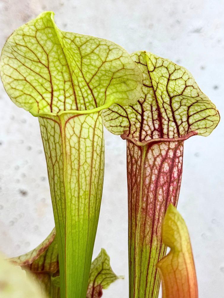Sarracenia (Pitcher plant) "Eva" - stor | ø 12 cm x ↕ 20-25 cm