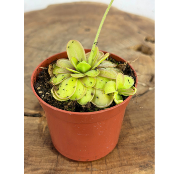 Pinguicula "Emarginata x Hemiepiphytica" | ø 8,5 cm x ↕ 5 cm