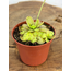 Pinguicula "Emarginata x Hemiepiphytica" | ø 8,5 cm x ↕ 5 cm