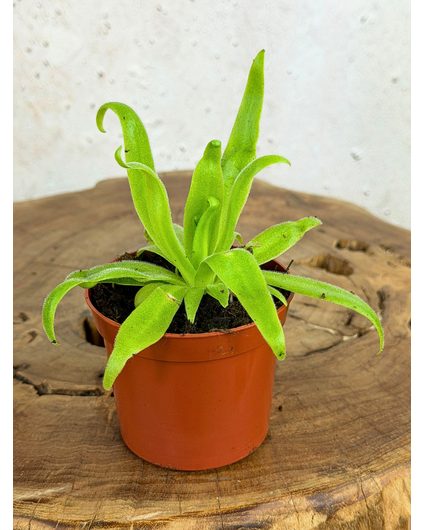 Pinguicula "Aphrodite" | ø 8,5 cm x ↕ 10 cm