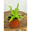 Pinguicula "Aphrodite" | ø 8,5 cm x ↕ 10 cm