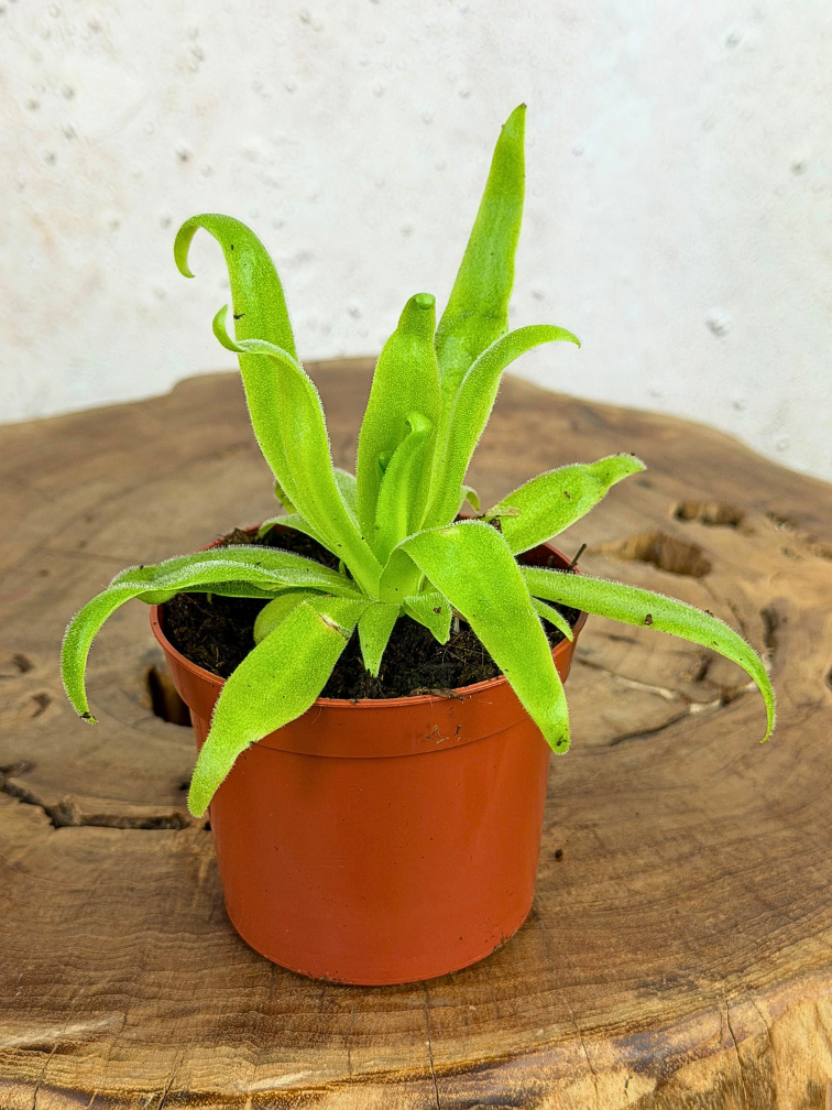 Pinguicula "Aphrodite" | ø 8,5 cm x ↕ 10 cm