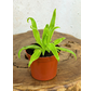 Pinguicula "Aphrodite" | ø 8,5 cm x ↕ 10 cm