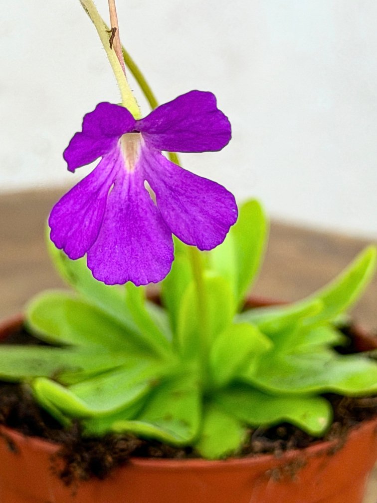 Pinguicula (Butterwort) "Anna" | ø 8,5 cm x ↕ 25 cm