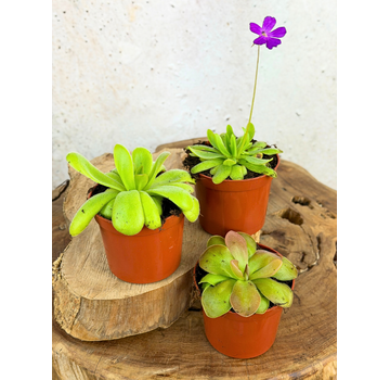 Pinguicula mix - 3 stycken