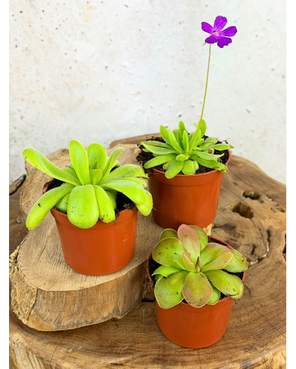 Pinguicula mix - 3 stycken