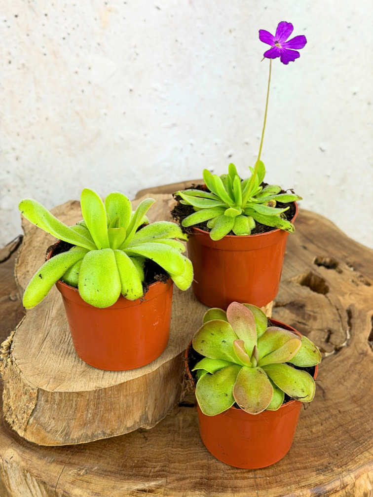 Pinguicula-Mischung - 3 Stücke