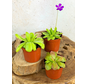 Pinguicula-Mischung  - 3 Stücke