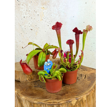 Carnivorous plant mix - 3 stuks
