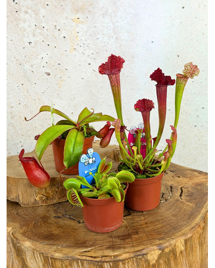 Carnivorous plant mix - 3 stuks