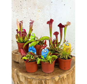 Mezcla de plantas carnívoras grandes - 6 piezas