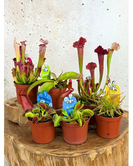 Large carnivorous plant mix - 6 pieces