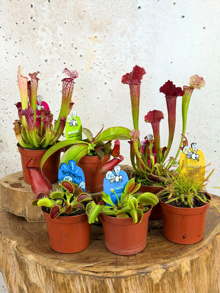 Mezcla de plantas carnívoras grandes - 6 piezas