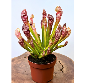 Sarracenia "Scarlet Belle" grande | ø 12 cm x ↕ 20 cm