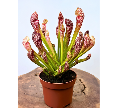 Sarracenia (Schlauchpflanze) "Scarlet Belle" groß | ø 12 cm x ↕ 20 cm