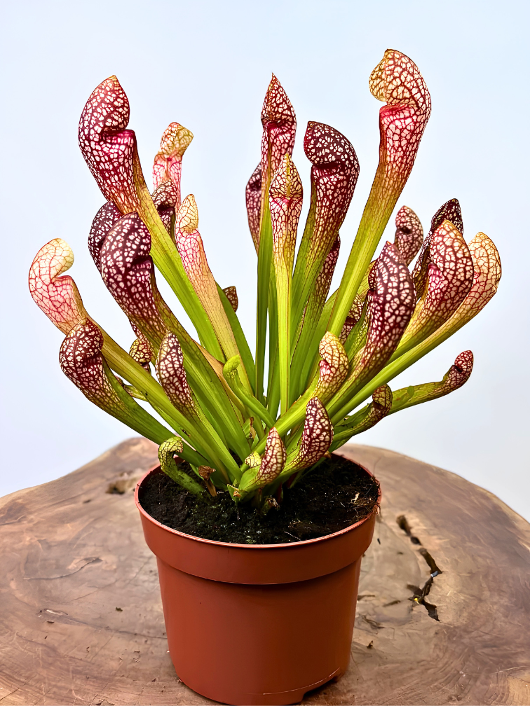Sarracenia "Scarlet Belle" grand modèle | ø 12 cm x ↕ 20 cm