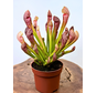 Sarracenia (Schlauchpflanze) "Scarlet Belle" groß | ø 12 cm x ↕ 20 cm