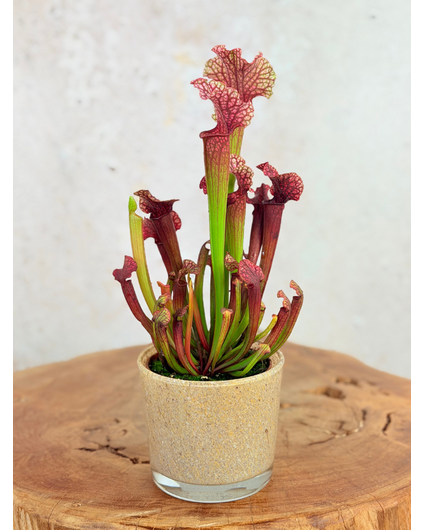 Krukväxt "Sien" – Brun/Beige | 9 cm