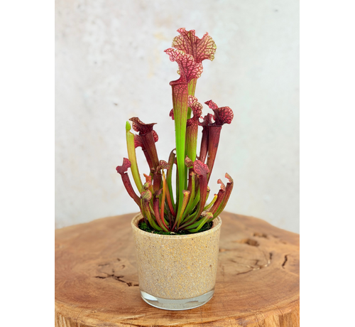 Plant Pot "Sien" - Brown/Beige | 9 cm