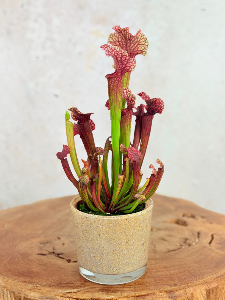 Maceta "Sien" - Marrón/Beige | 9 cm