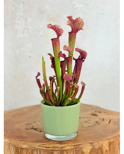 Pot à plantes "Sien" - Vert | 9 cm