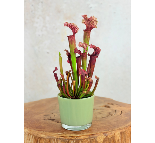 Pflanztopf „Sien" – Grün | 9 cm