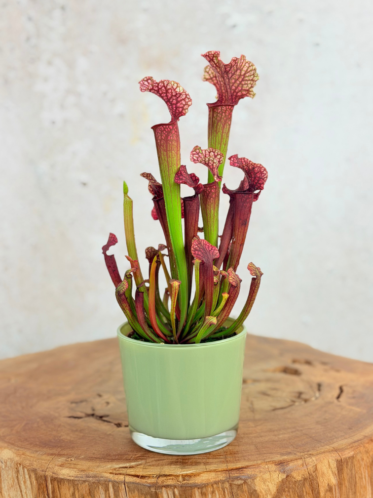 Krukväxt "Sien" – Grön | 9 cm