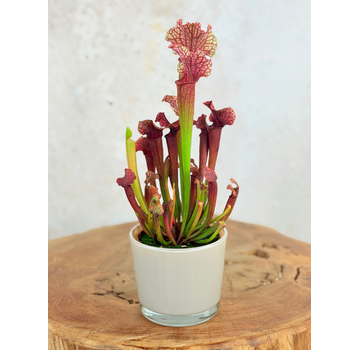 Pflanztopf „Sien" – Braun | 9 cm