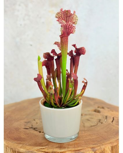 Pflanztopf „Sien" – Braun | 9 cm