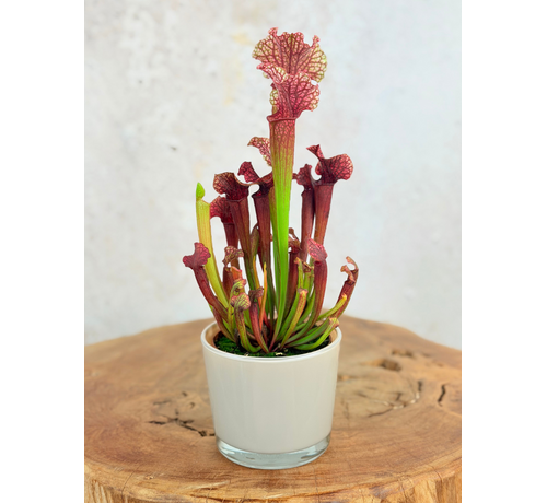 Pot à plantes "Sien" - Marron | 9 cm