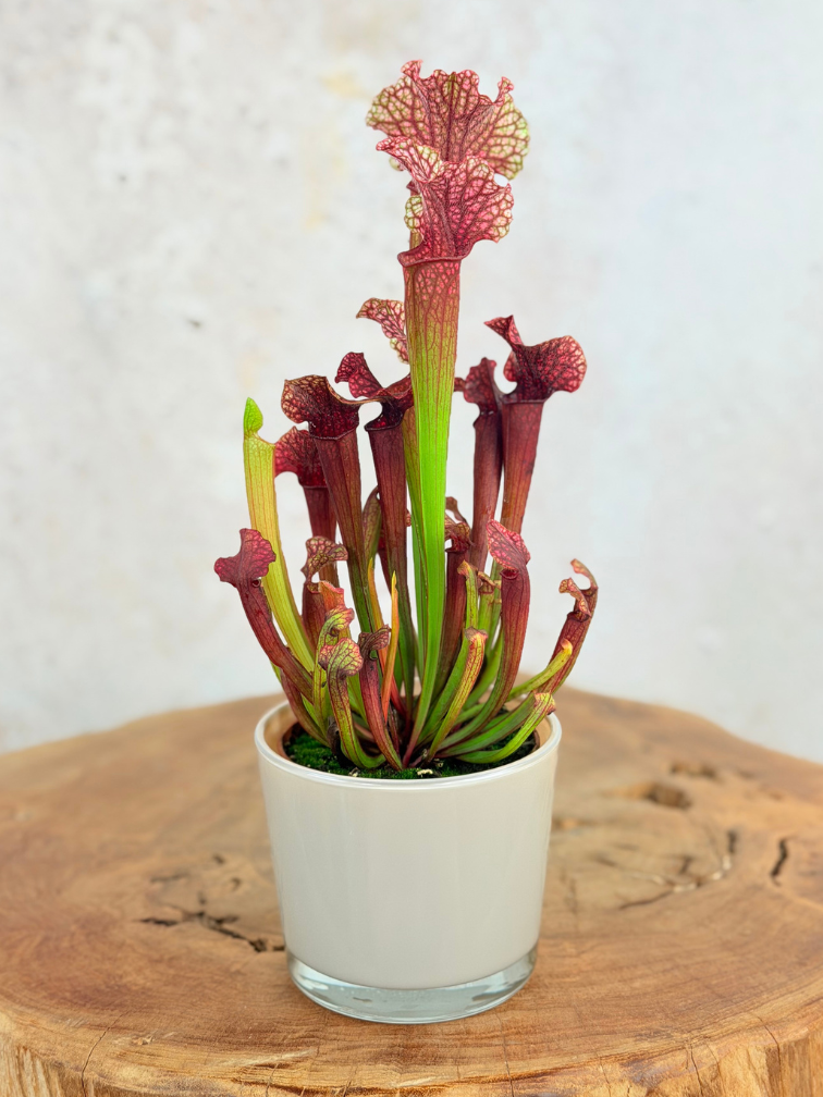 Plant Pot "Sien" - Brown | 9 cm