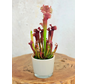 Vaso "Sien" - Marrone | 9 cm
