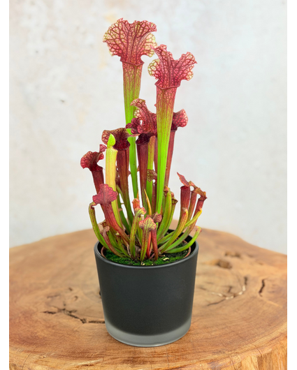 Plant Pot "Sien" - Matte Black | 9 cm