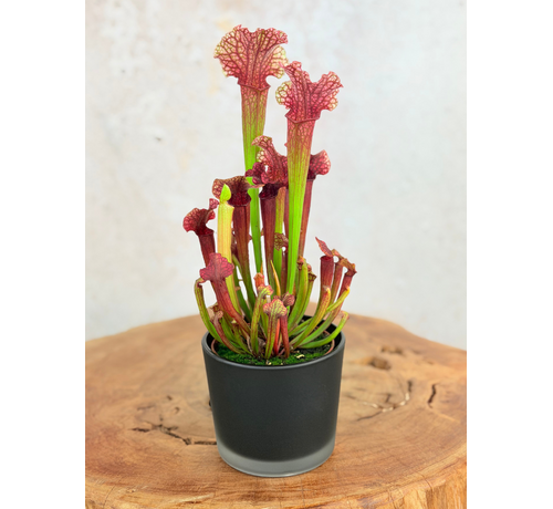 Maceta "Sien" -Negro mate | 9 cm