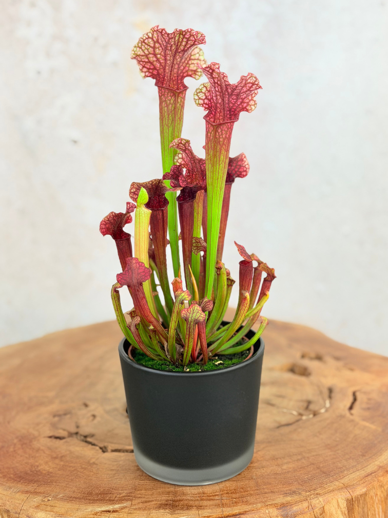 Plant Pot "Sien" - Matte Black | 9 cm