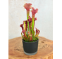 Krukväxt "Sien" – Mattsvart | 9 cm